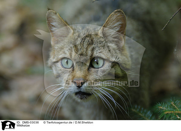 Wildkatze / wildcat / DMS-03036