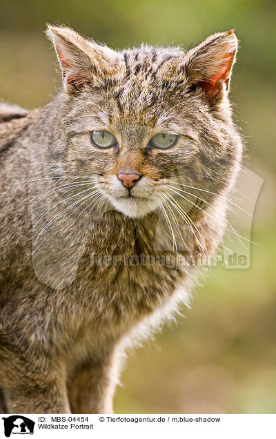 Wildkatze Portrait / wildcat portrait / MBS-04454