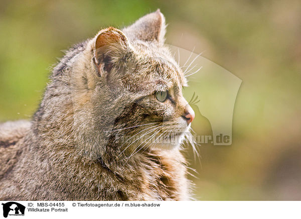 Wildkatze Portrait / wildcat portrait / MBS-04455