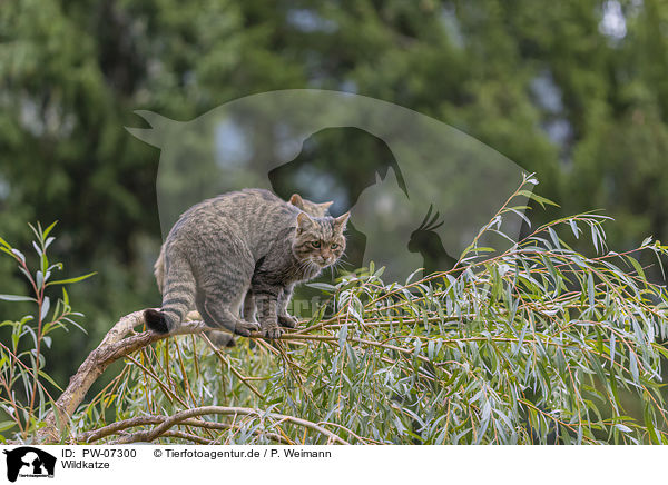 Wildkatze / PW-07300