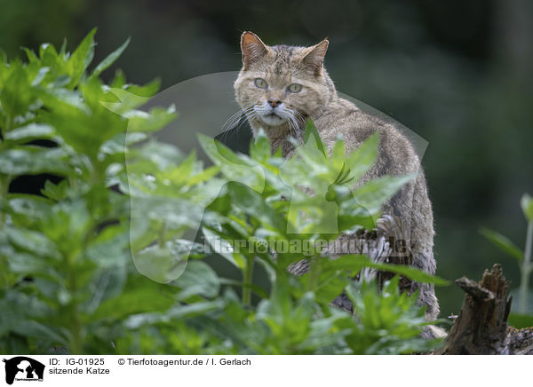 sitzende Katze / IG-01925