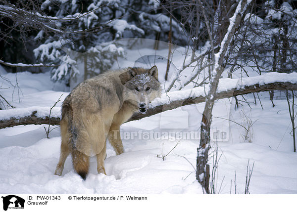 Grauwolf / Gray Wolf / PW-01343