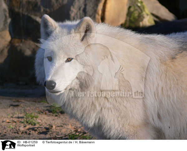 Wolfsportrait / wolf portrait / HB-01259