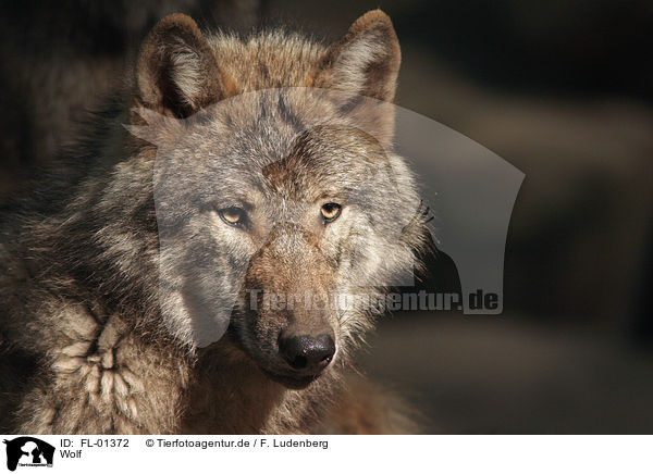 Wolf / Wolf / FL-01372