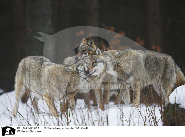Wlfe im Schnee / wolves in snow / MAZ-01911