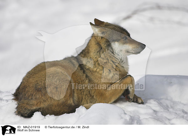 Wolf im Schnee / MAZ-01919