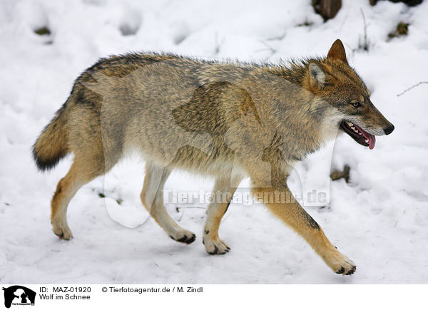 Wolf im Schnee / MAZ-01920