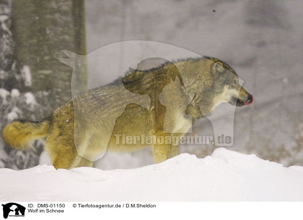 Wolf im Schnee / wolf in snow / DMS-01150