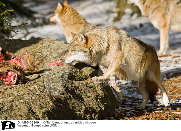 fressende Europische Wlfe / eating reywolfs / MBS-02309