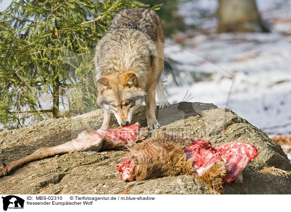 fressender Europischer Wolf / eating greywolf / MBS-02310