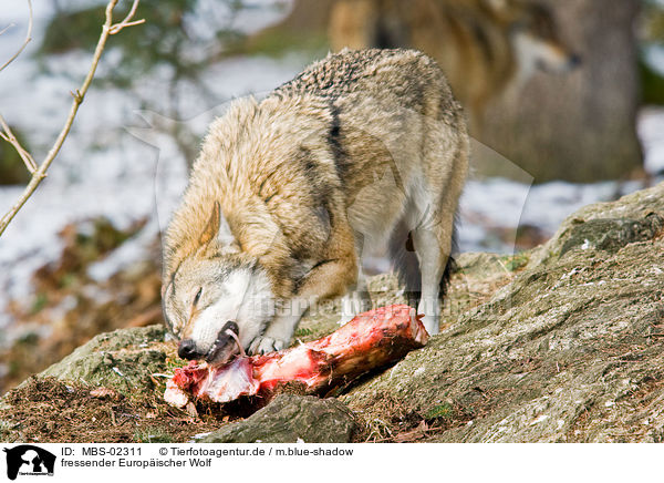 fressender Europischer Wolf / eating greywolf / MBS-02311