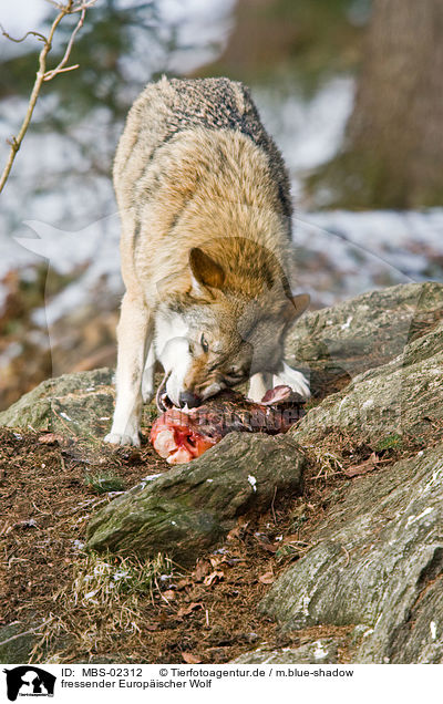 fressender Europischer Wolf / eating greywolf / MBS-02312