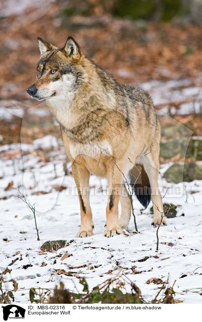 Europischer Wolf / greywolf / MBS-02316