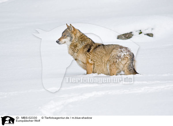 Europischer Wolf / greywolf / MBS-02330