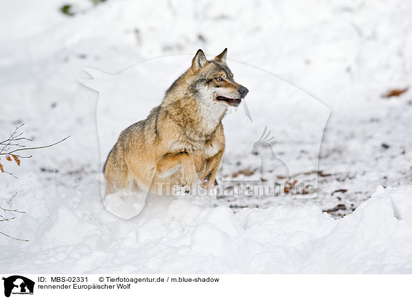 rennender Europischer Wolf / running greywolf / MBS-02331