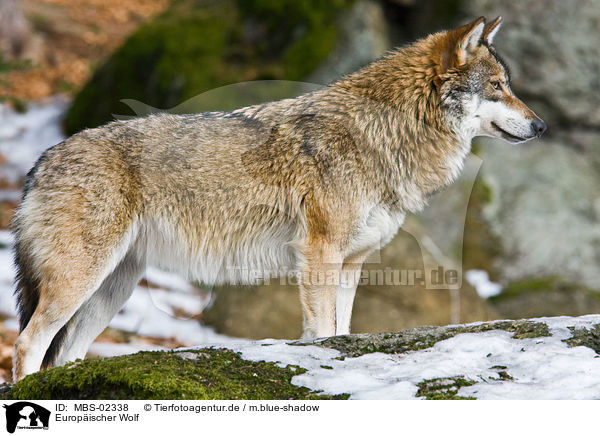 Europischer Wolf / greywolf / MBS-02338
