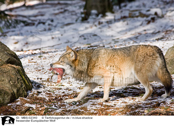 fressender Europischer Wolf / eating greywolf / MBS-02340