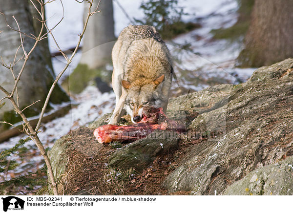 fressender Europischer Wolf / eating greywolf / MBS-02341