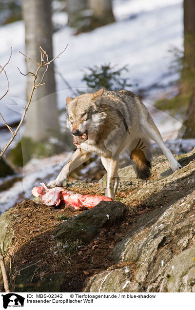 fressender Europischer Wolf / eating greywolf / MBS-02342