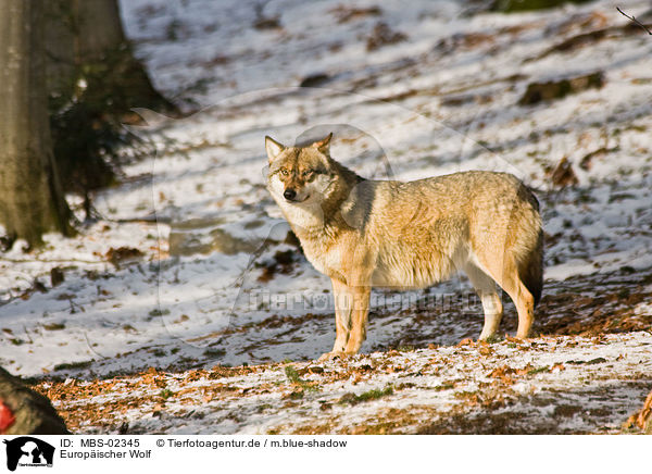Europischer Wolf / greywolf / MBS-02345
