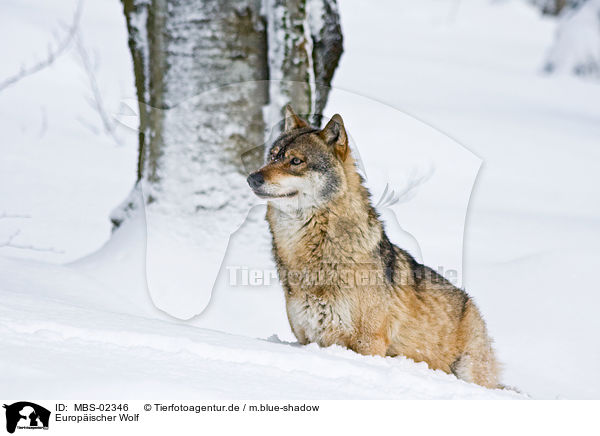 Europischer Wolf / greywolf / MBS-02346