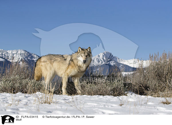 Wolf / wolf / FLPA-03415