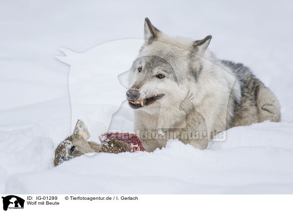 Wolf mit Beute / wolf with prey / IG-01289