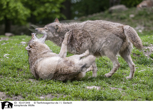 kmpfende Wlfe / fighting Wolves / IG-01349