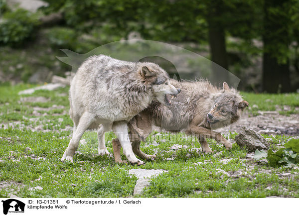 kmpfende Wlfe / fighting Wolves / IG-01351