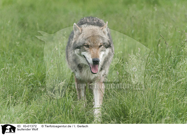 laufender Wolf / walking Wolf / IG-01372