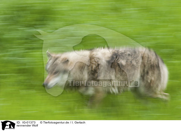 rennender Wolf / running Wolf / IG-01373