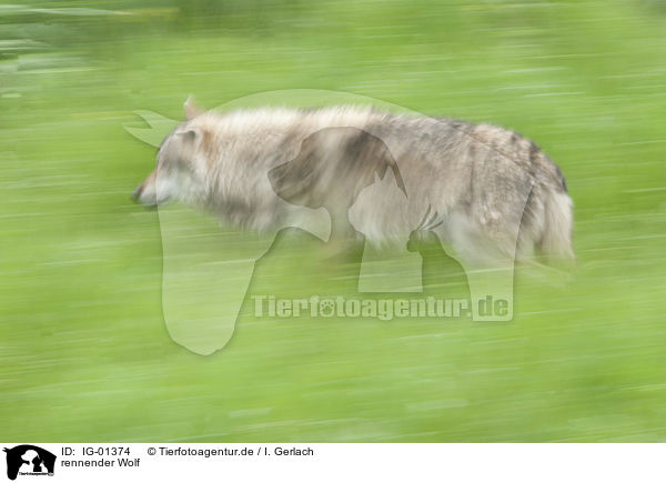 rennender Wolf / running Wolf / IG-01374