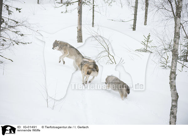 rennende Wlfe / running Wolves / IG-01491