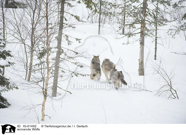 rennende Wlfe / running Wolves / IG-01492