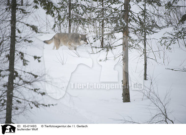 laufender Wolf / walking Wolf / IG-01493