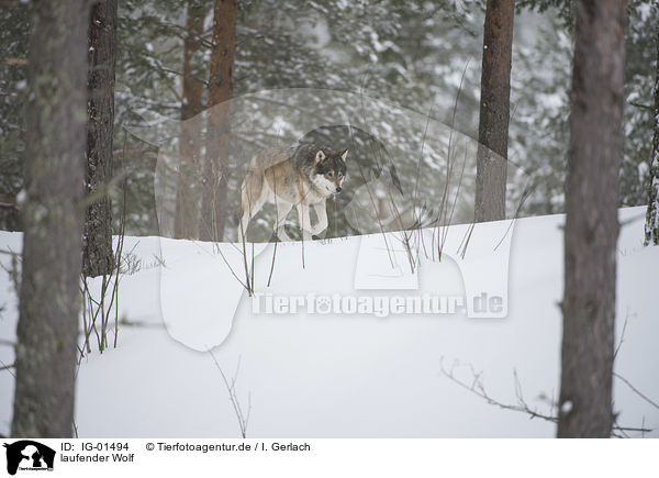 laufender Wolf / walking Wolf / IG-01494