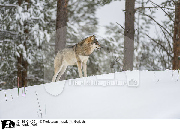 stehender Wolf / standing Wolf / IG-01495