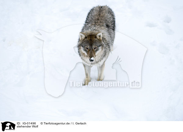 stehender Wolf / standing Wolf / IG-01496