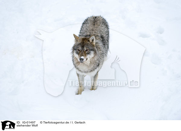 stehender Wolf / standing Wolf / IG-01497