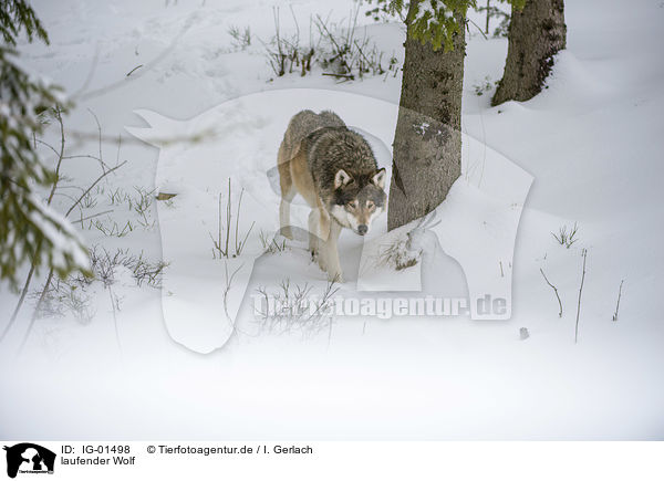 laufender Wolf / walking Wolf / IG-01498