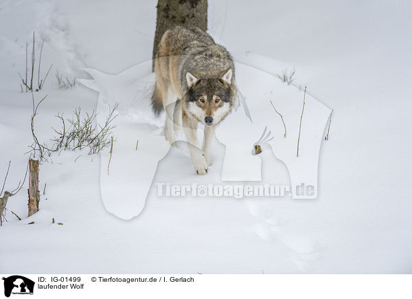 laufender Wolf / walking Wolf / IG-01499