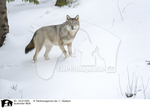 laufender Wolf / walking Wolf / IG-01500