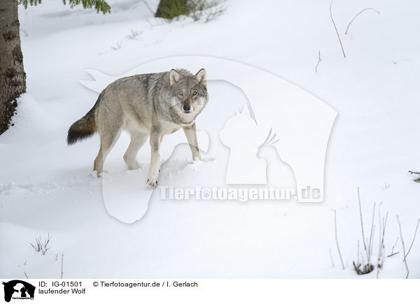 laufender Wolf / walking Wolf / IG-01501