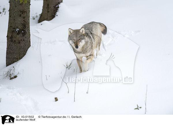 laufender Wolf / walking Wolf / IG-01502