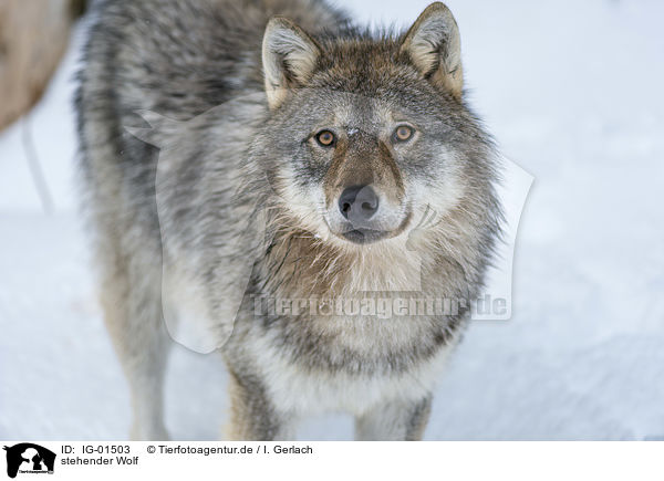 stehender Wolf / standing Wolf / IG-01503