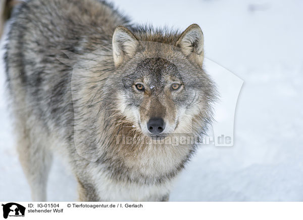 stehender Wolf / standing Wolf / IG-01504