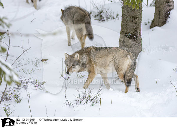 laufende Wlfe / walking Wolves / IG-01505