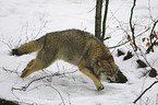 springender Wolf im Schnee