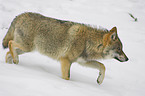 Wolf im Schnee