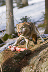 fressender Europischer Wolf
